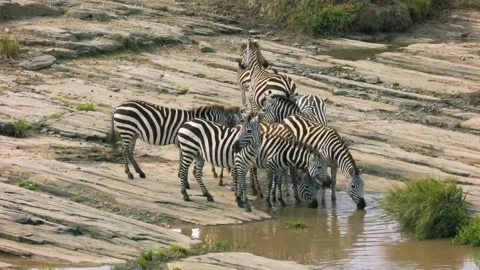 Herd of zebras drinking water Stock Footage 172426841