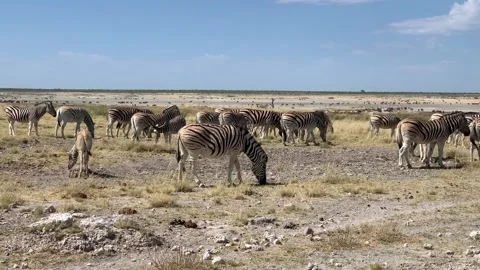 Herd of zebras eating grass in Namibia National Park, Etosha Stock Footage 198691846