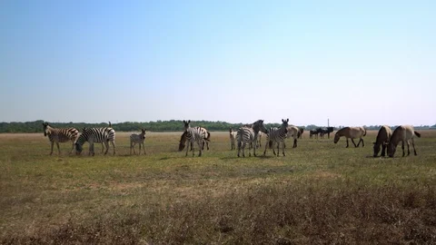 A herd of zebras 库存影片 94774047