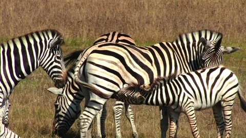 A herd of zebras 動画素材 94775023