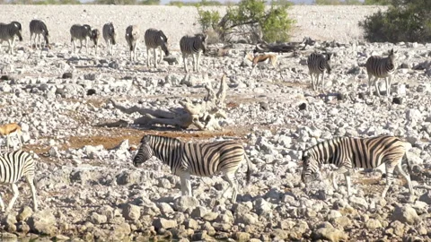 Herd of zebras Stock Footage 116652981
