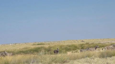 Herd of zebras Stock Footage 118571469