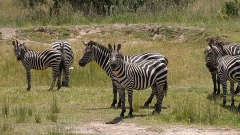 Herd of Zebras Stock Footage 125158521