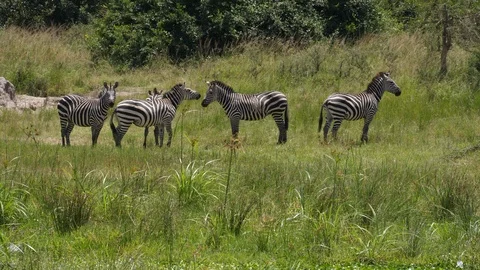 Herd of Zebras Video stock 125159689