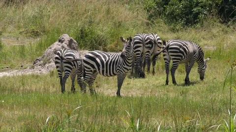 Herd of Zebras Video stock 125160239