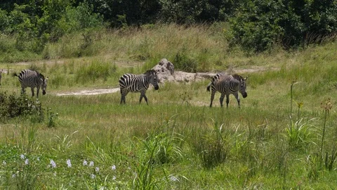 Herd of Zebras Stock Footage 125160266