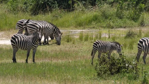 Herd of Zebras Video stock 125160949