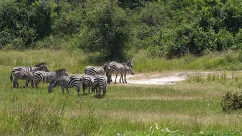 Herd of Zebras Video stock 125161177