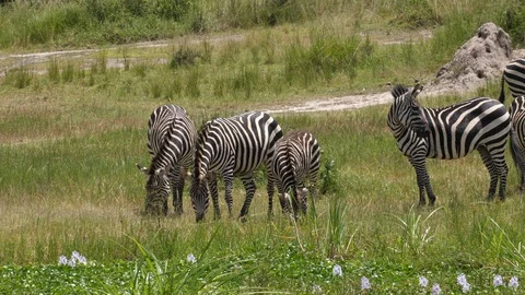 Herd of Zebras Video stock 125163161