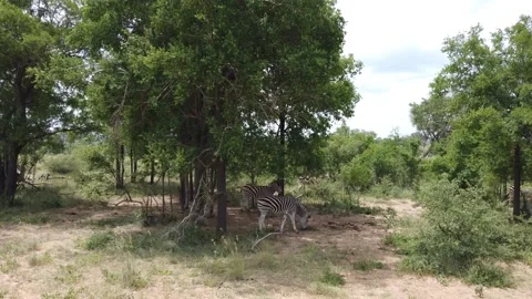 Herd of Zebras Stock Footage 150411197