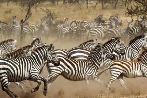 Herd of zebras gallopping Foto stock