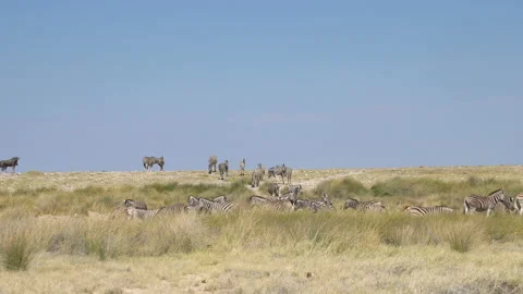 Herd of zebras graze Stock-Footage 118571556