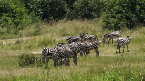 Herd of Zebras grazing Stock Footage 125158746