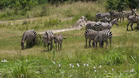Herd of Zebras grazing Video stock 125162822