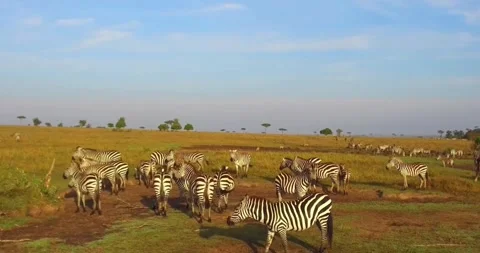 Herd of Zebras Grazing on Wide Open Grassland in Africa Stock Footage 314988058