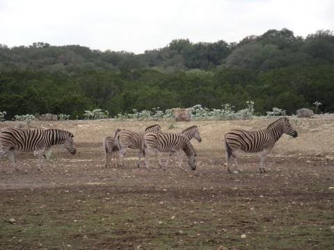 Herd of Zebras 写真素材