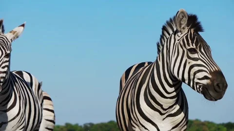 Herd of zebras, slow motion Stock Footage 95537294