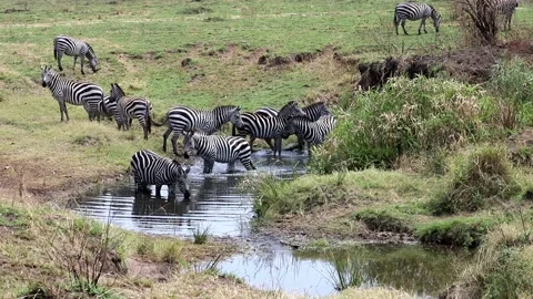 Herd of zebras in the small river Stock Footage 196420544