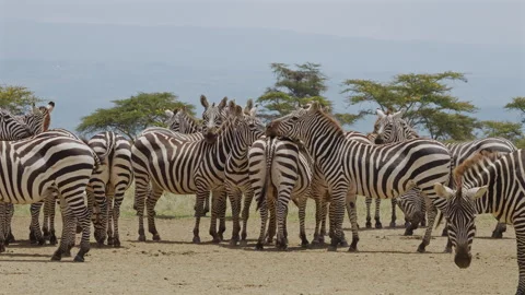 Herd of Zebras Together on African Plain Stock Footage 316982841