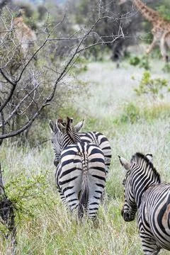 Herd of zebras view from behind on the backs of animals Foto stock