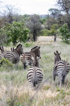 Herd of zebras view from behind on the backs of animals Foto stock