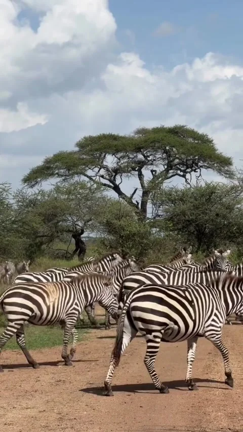A herd of zebras walking on a dirt path in the african savanna Stock-Footage 336033487