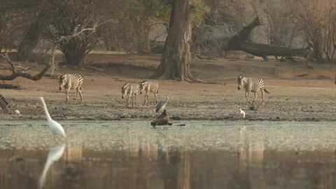 A herd of zebras walking down to the waterhole for a drink. With beautiful huge Stock Footage 334003485