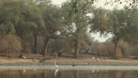 A herd of zebras walking down to the waterhole for a drink. With beautiful huge Stock Footage 334004034