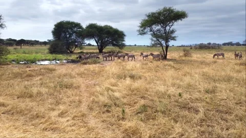 Herd of zebras walking to drink water from the lake in Tarangire National Park Stock Footage 247967802