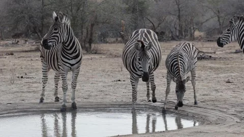 A herd of zebras at the waterhole. Stock Footage 317374294