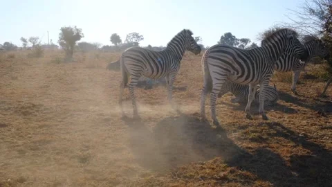 Herd of zebras in the wild Video stock 243147442