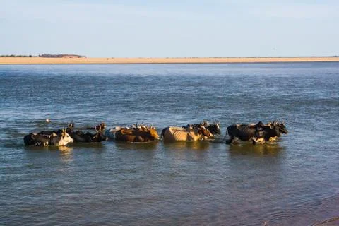 Herd of zebus Stock Photos