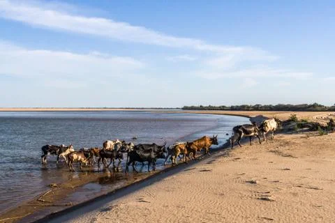 Herd of zebus Stock Photos