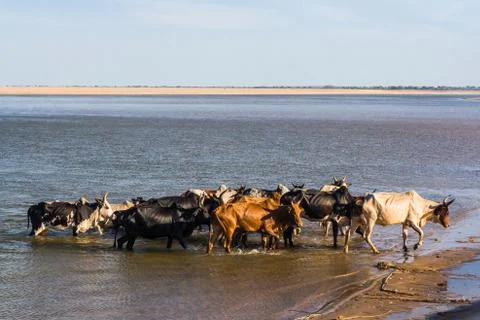 Herd of zebus Stock Photos