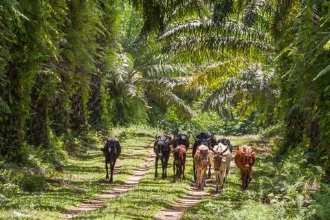 Herd of zebus Stock Photos