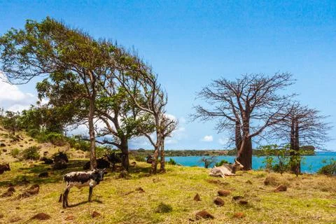 Herd of zebus Stock Photos
