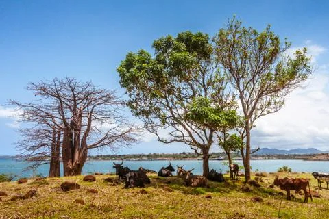 Herd of zebus Stock Photos