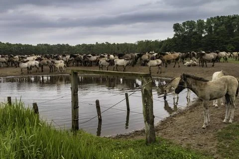 Herde am Wasser, Wild lebende Pferde im Merfelder Bruch, Dülmen, Nordrhein.. Stock Photos