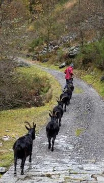 Herde schwarzer Ziegen Eine Herde schwarzer Ziegen mit langen gebogenen Ho... Stock Photos