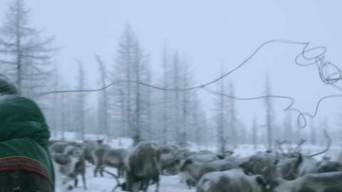 A herder is catching reindeer Stock Footage 102711367