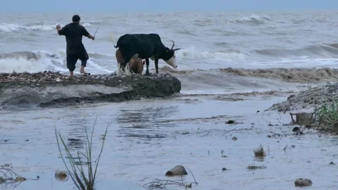 Herder drives cattle on stormy beach as waves crash and debris floats Stock Footage 320744780