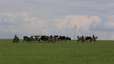 Herder drives cows on the grasslands Stock Footage 40489882