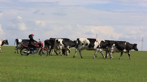 Herder drives cows on the grasslands under the blue sky Stock Footage 40546302