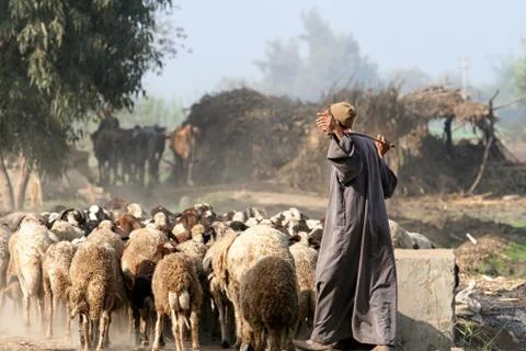 Herder in Egypt Фото