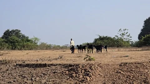 A herder stands grounded, offering a timeless guiding presence as his flock circ Stock Footage 341514548