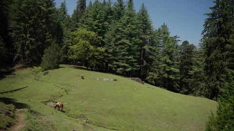 Herder walking pack animal across alpine meadow Vídeos de archivo 343156056
