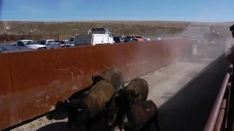 Herding bison 2 Vídeos de archivo 48614609