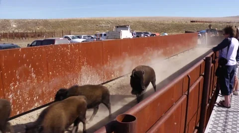 Herding bison pan Stock Footage 48614611