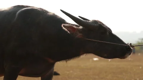 Herding buffalo Stock Footage 252048719