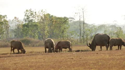 Herding buffalo Stock Footage 252049007